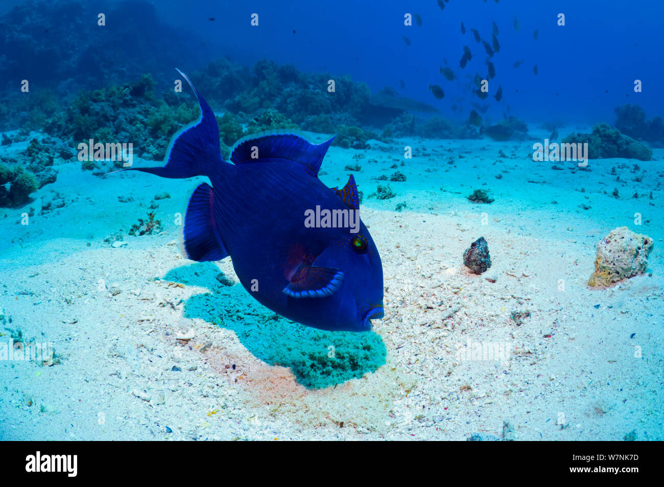 Blaue Drückerfische (Pseudobalistes fuscus) Ägypten, Rotes Meer Stockfoto