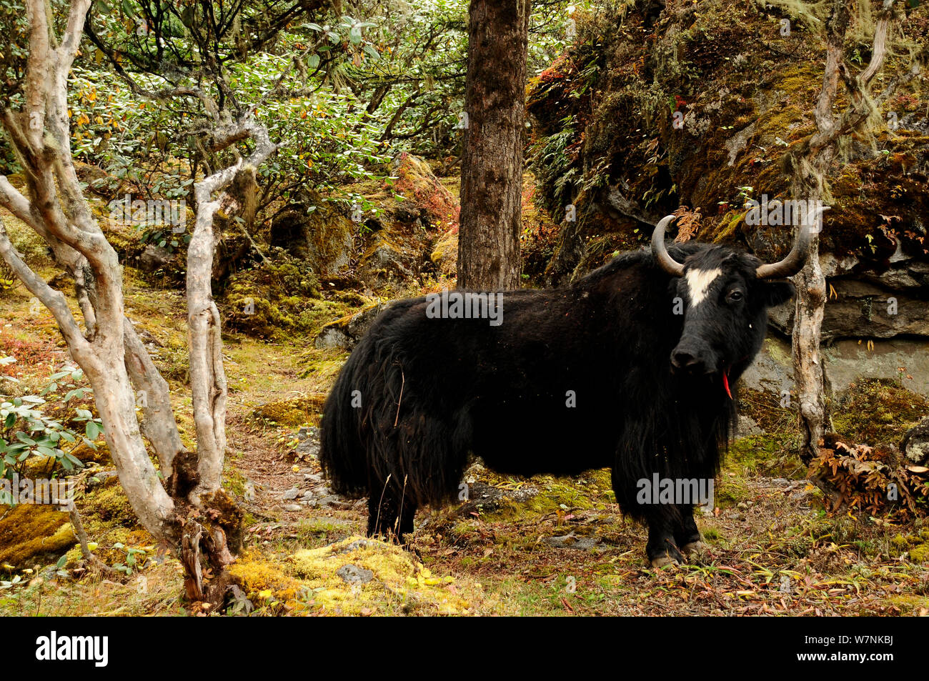 Domestic Yak (Bos grunniens) Sagarmatha National Park (Weltkulturerbe der UNESCO). Khumbu/Everest Region, Nepal, Himalaya, Oktober 2011. Stockfoto