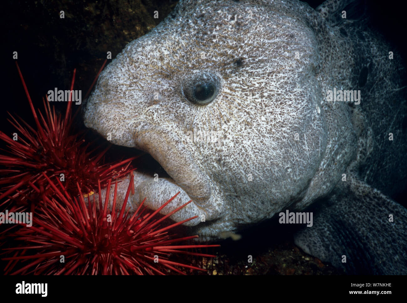 Wolf Aal (Anarrichthys Ocellatus) Essen Red Sea Urchin (Strongylocentrotus Franciscanus). Königin Charlotte Strait, Britisch-Kolumbien, Kanada, Nord-Pazifik. Stockfoto