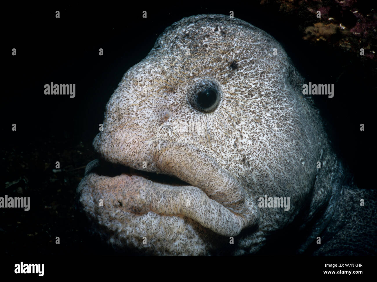 Wolf Aal (Anarrichthys ocellatus) Kopf hoch, Queen Charlotte Strait, British Columbia, Kanada, Nord Pazifik. Stockfoto