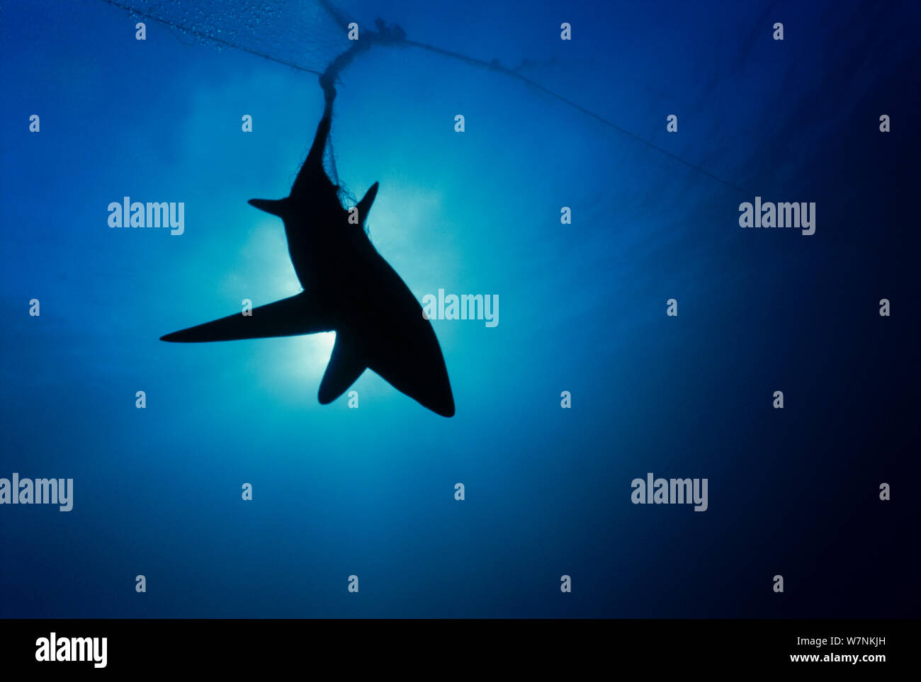 Gemeinsame thresher shark (Alopias vulpinus) Silhouette eines in Kiemennetzen, Huatabampo, Mexiko, in die See von Cortez, Pazifischer Ozean gefangen Stockfoto