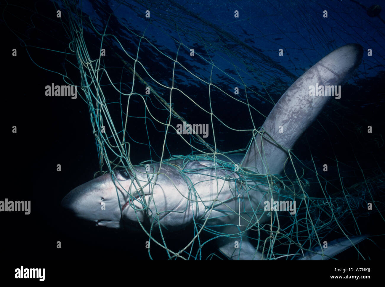 Gemeinsame thresher shark (Alopias vulpinus) in Kiemennetzen, Huatabampo, Mexiko, in die See von Cortez, Pazifischer Ozean gefangen Stockfoto
