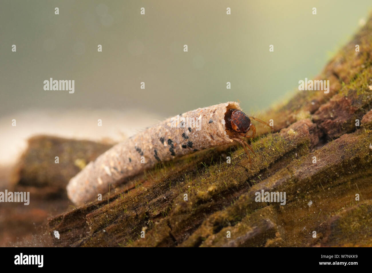 Case-Gebäude caddisfly (Trichoptera) Larve in Schutzhülle aus Sandkörnern, Europa, April, kontrollierten Bedingungen. Stockfoto