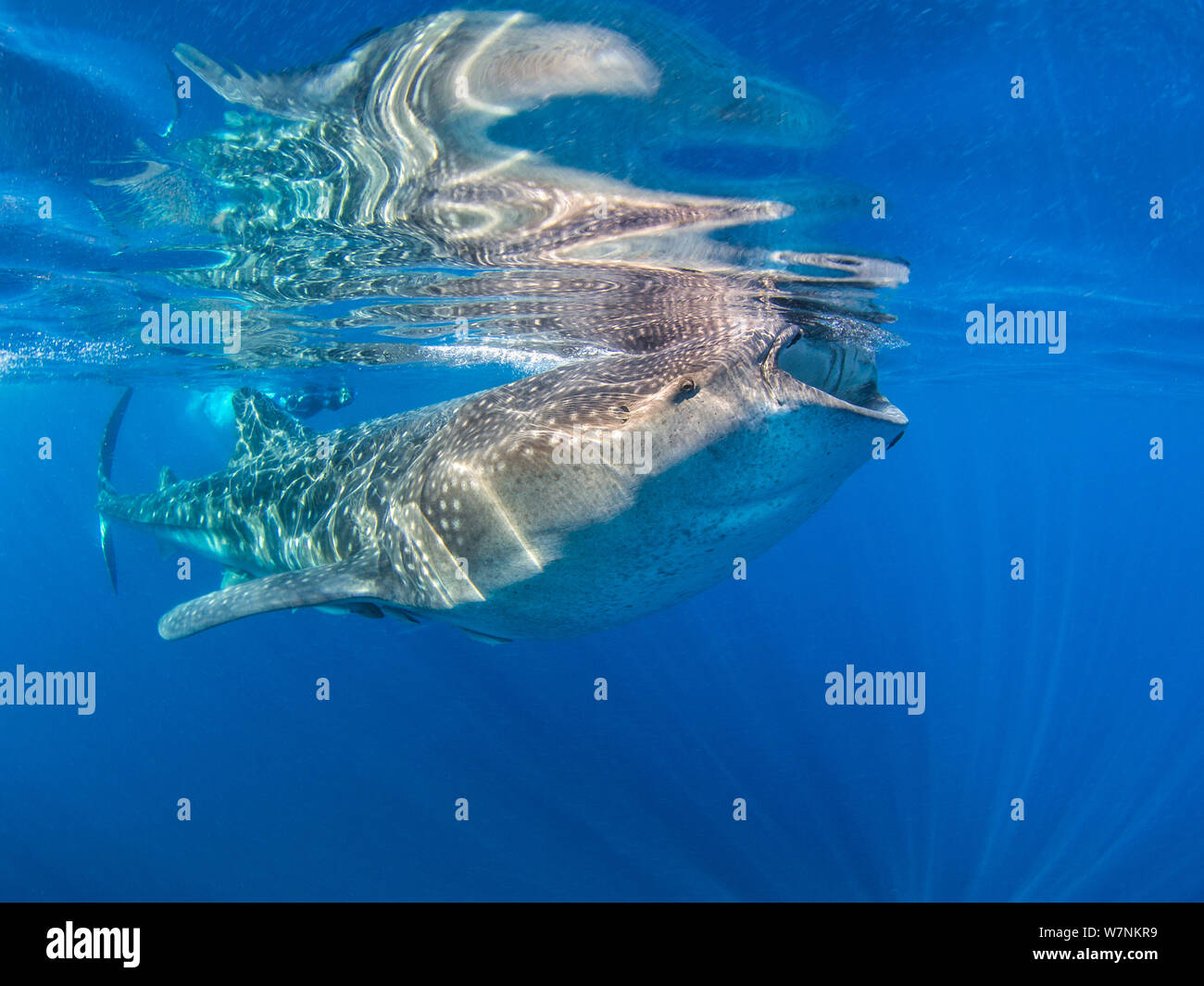 Der Walhai (Firma IPCON typus) Fütterung auf Fisch Eier (sichtbar als weiße Flecken) an der Oberfläche bei ruhigem Wetter, mit schnorchler hinter sich. Isla Mujeres, Quintana Roo, Yucatan, Halbinsel, Mexiko. Karibische Meer. Stockfoto