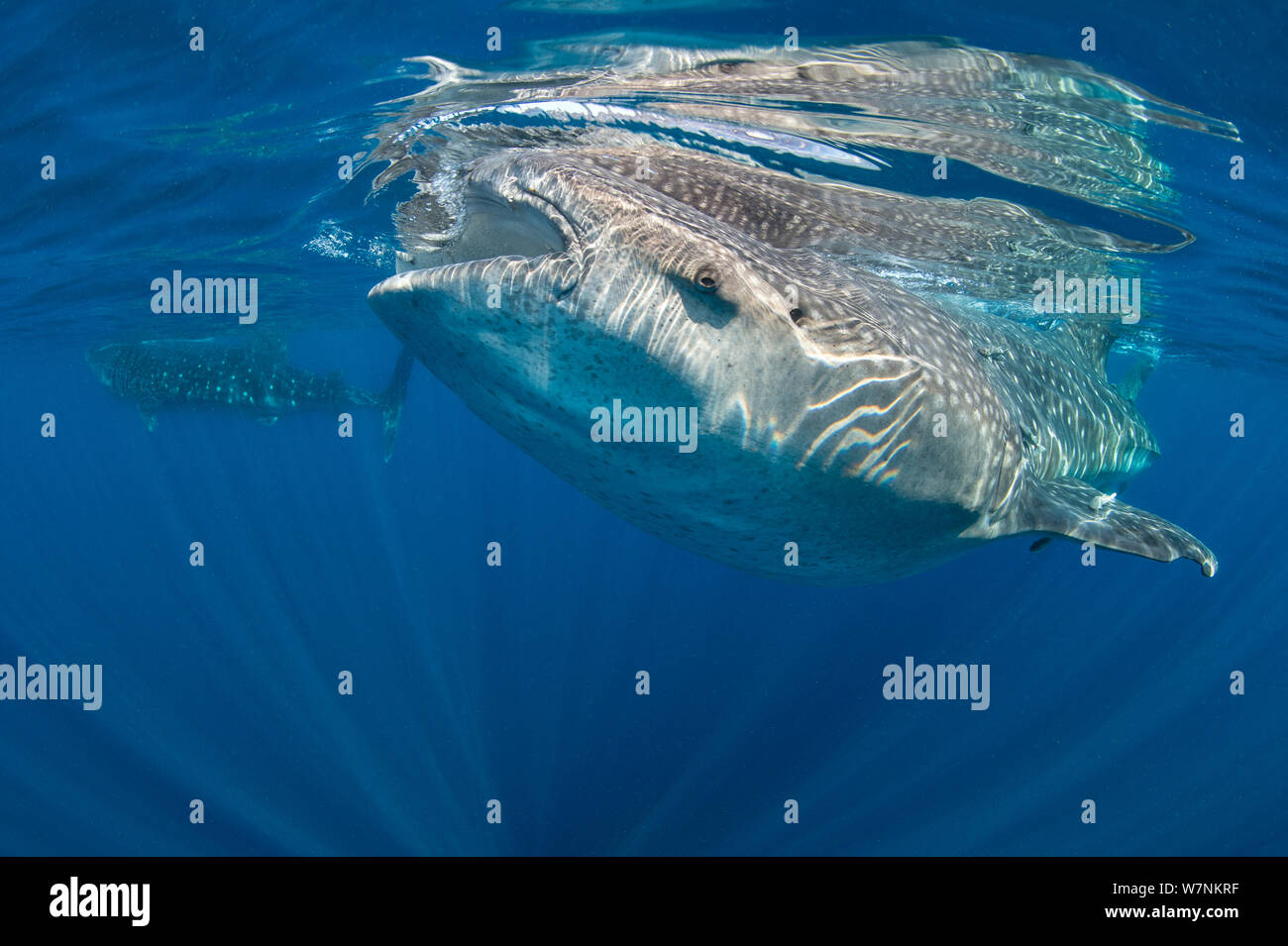 Walhaie (Firma IPCON typus) Paar Fütterung an der Oberfläche, Isla Mujeres, Quintana Roo, Yucatan, Halbinsel, Mexiko, Karibik. Stockfoto