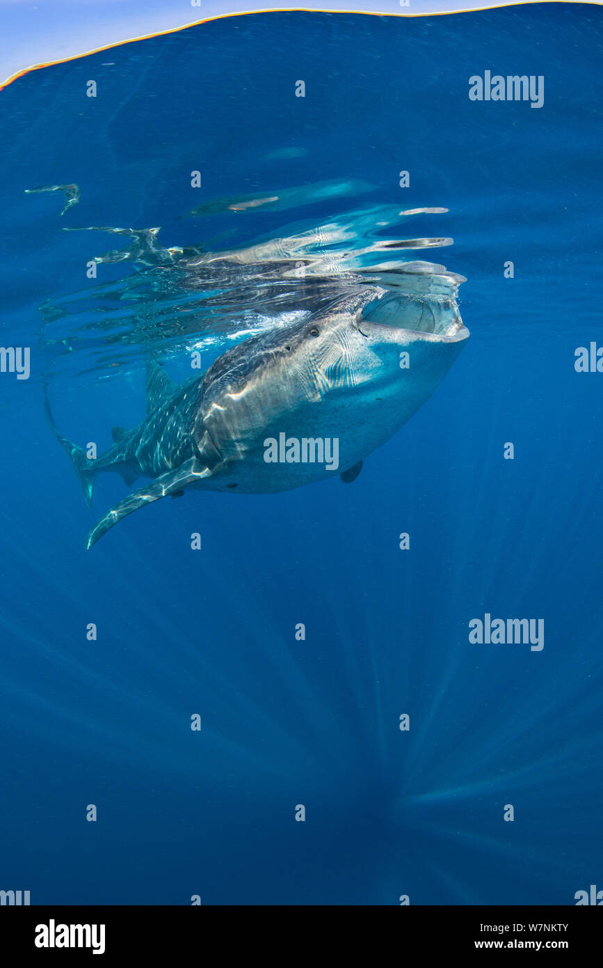 Der Walhai (Firma IPCON typus) Fütterung auf Fisch Eier (nicht sichtbar) direkt unterhalb der Oberfläche bei ruhigem Wetter. Isla Mujeres, Quintana Roo, Yucatan, Halbinsel, Mexiko, Karibik. Stockfoto