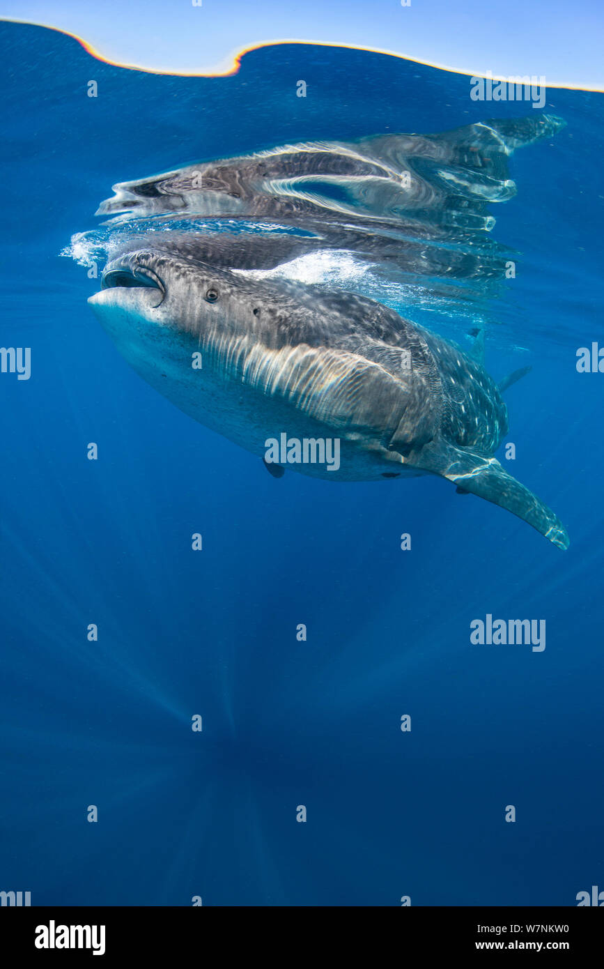 Der Walhai (Firma IPCON typus) Fütterung auf Fisch Eier (nicht sichtbar) direkt unterhalb der Oberfläche bei ruhigem Wetter. Isla Mujeres, Quintana Roo, Yucatan, Halbinsel, Mexiko, Karibik. Stockfoto