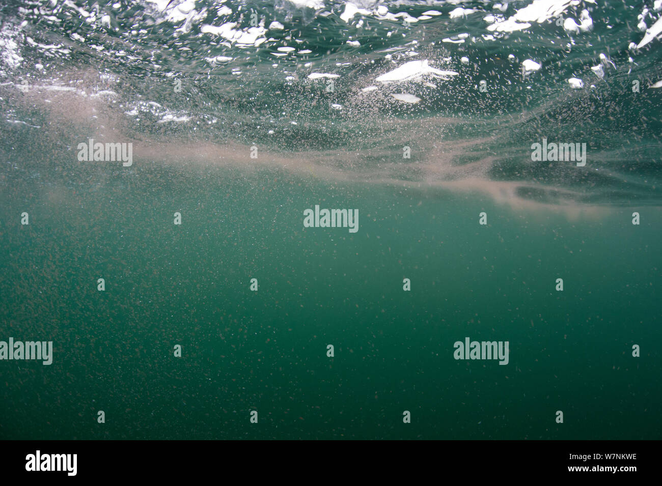 Copepoden (Calanus finmarchicus) Aggregierte an der Oberfläche (Reverse diel Migration) eine Nahrungsquelle für Riesenhaie, Cairns von Coll, Insel Coll, Innere Hebriden, Schottland, UK, North East Atlantic Ocean, Juni Stockfoto