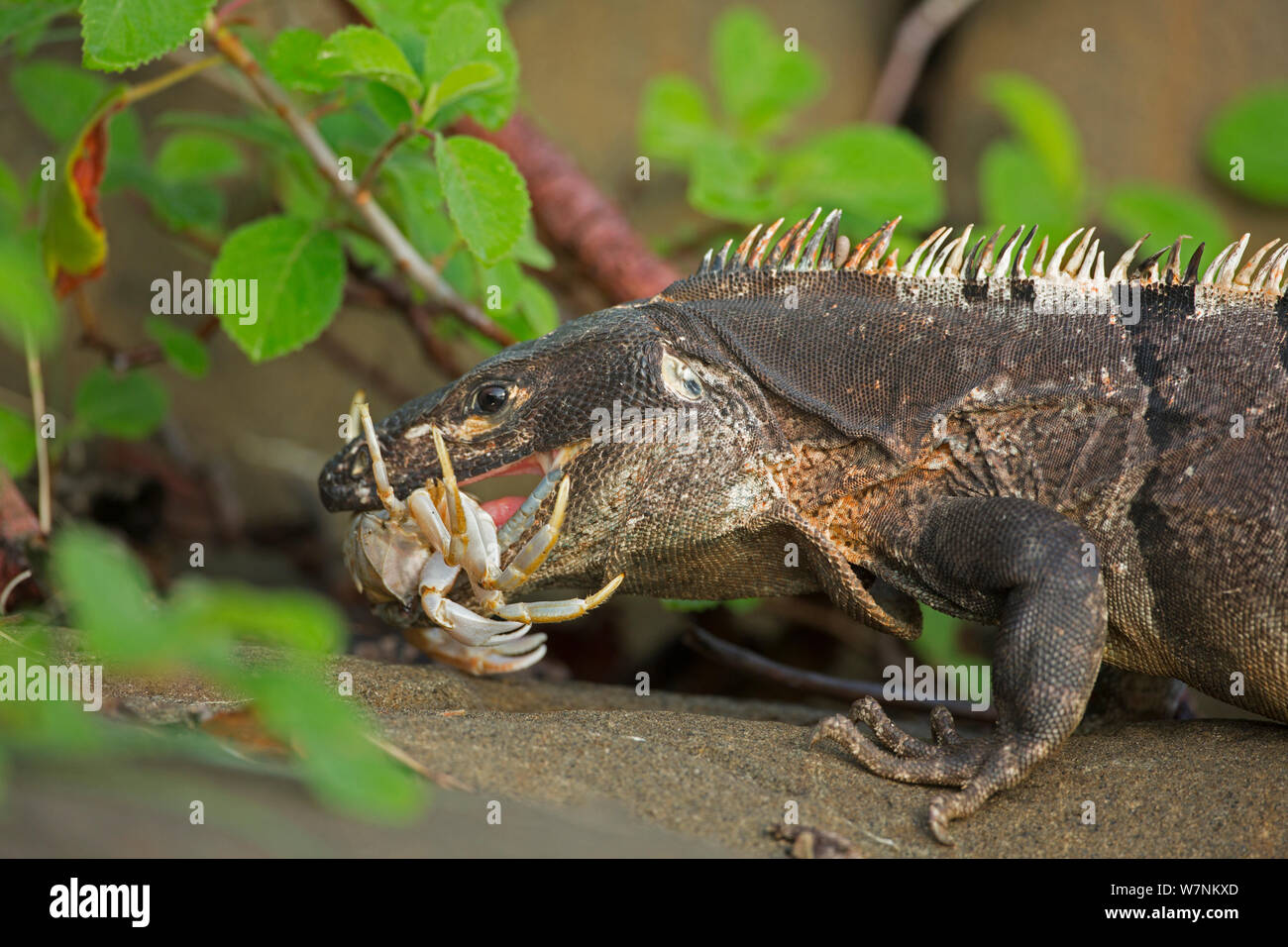 Schwarzer Leguan (Ctenosaura tailed stacheligen Imilis) schlucken Krabben, Murcielago Island, Santa Rosa National Park, Costa Rica. Sequenz 1 von 6 Stockfoto