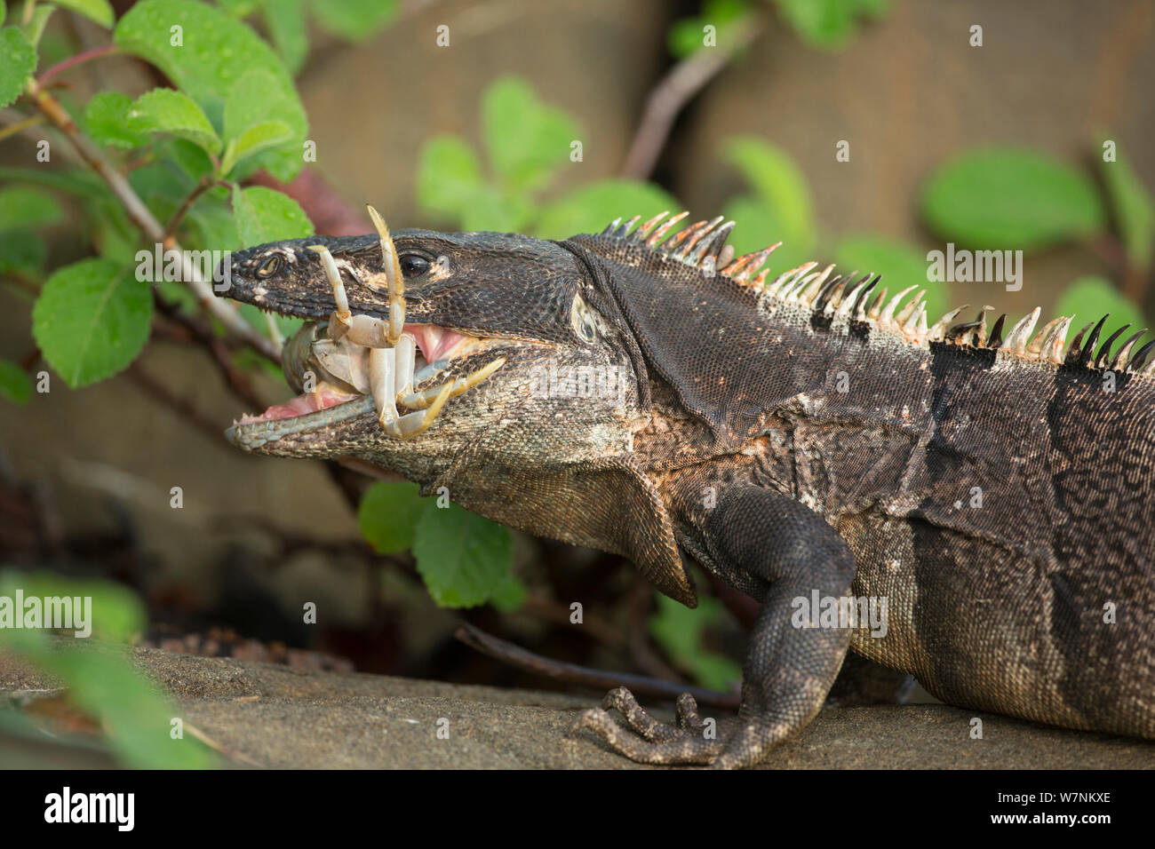 Schwarzer Leguan (Ctenosaura tailed stacheligen Imilis) schlucken Krabben, Murcielago Island, Santa Rosa National Park, Costa Rica. Sequenz 3 von 6 Stockfoto