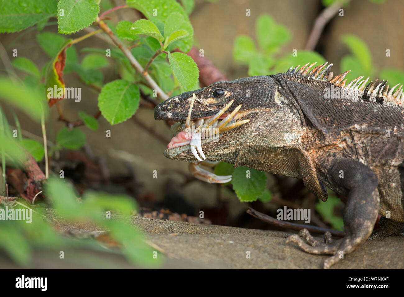 Schwarzer Leguan (Ctenosaura tailed stacheligen Imilis) schlucken Krabben, Murcielago Island, Santa Rosa National Park, Costa Rica. Sequenz 2 von 6 Stockfoto
