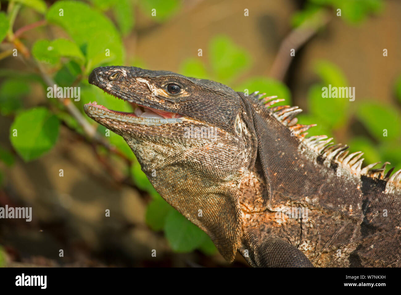 Schwarzer Leguan (Ctenosaura tailed stacheligen Imilis) schlucken Krabben, Murcielago Island, Santa Rosa National Park, Costa Rica. Sequenz 5 von 6 Stockfoto