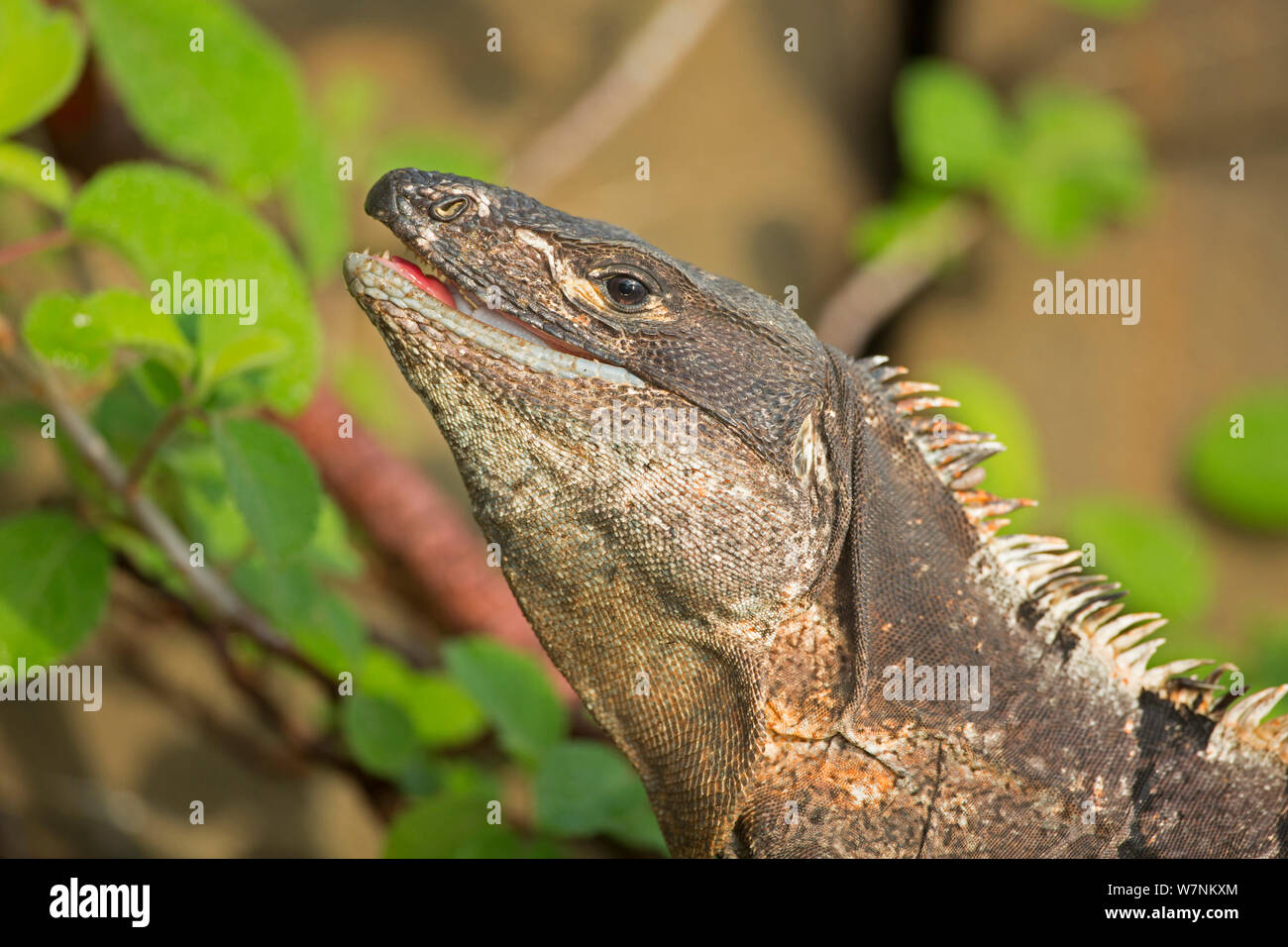 Schwarzer Leguan (Ctenosaura tailed stacheligen Imilis) schlucken Krabben, Murcielago Island, Santa Rosa National Park, Costa Rica. Sequenz 6 von 6 Stockfoto