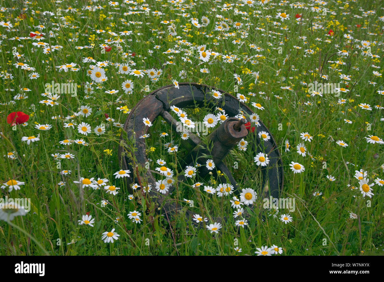 Corn Chamomile (Anthemis arvensis) in Blüte um einen Ausrangierten alten Bauernhof Rad, Norfolk, Großbritannien, Juni implementieren Stockfoto