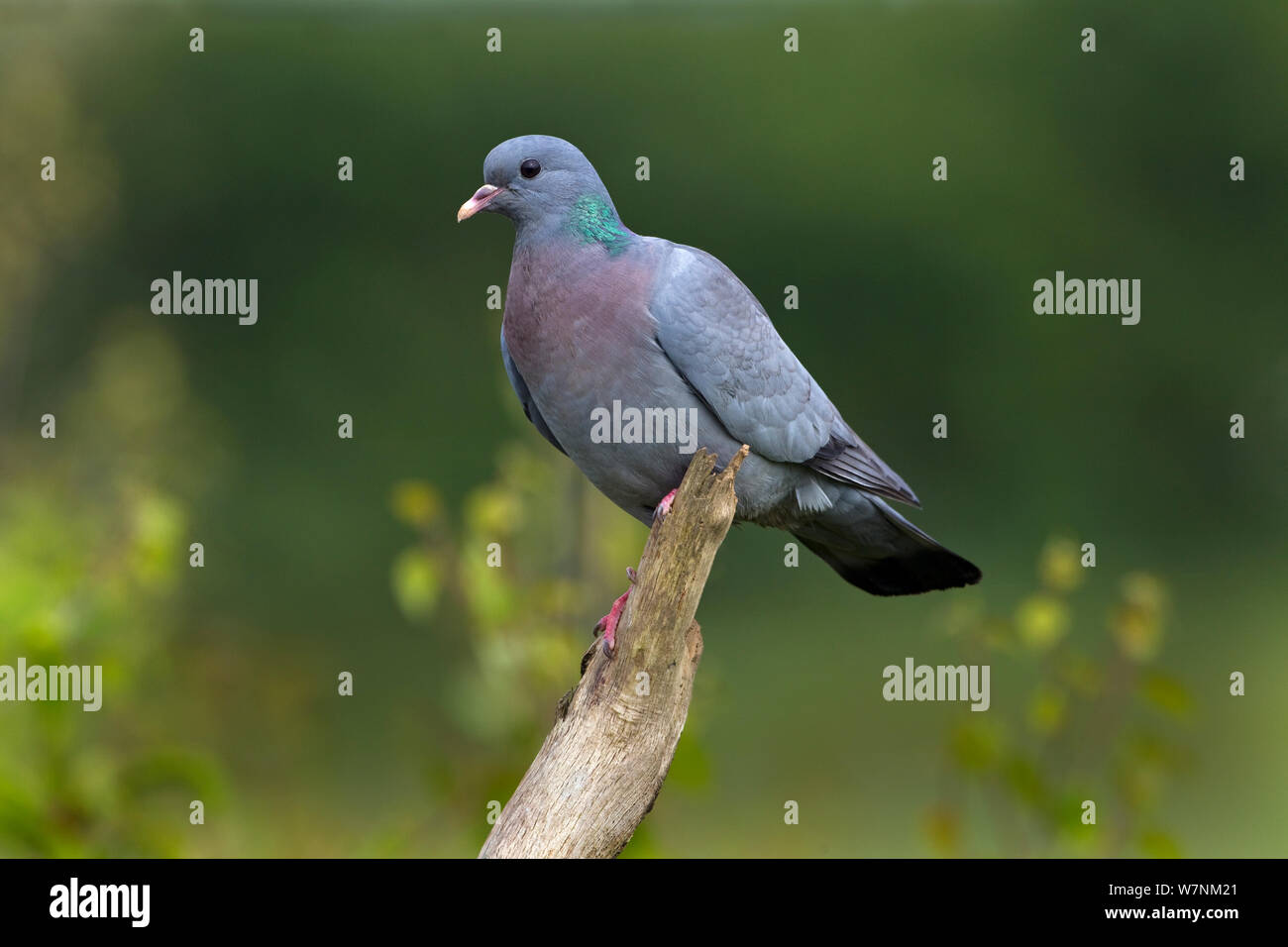 Lieferbar Taube (Columba oenas) sitzen, Porträt, Norfolk, UK Juni Stockfoto