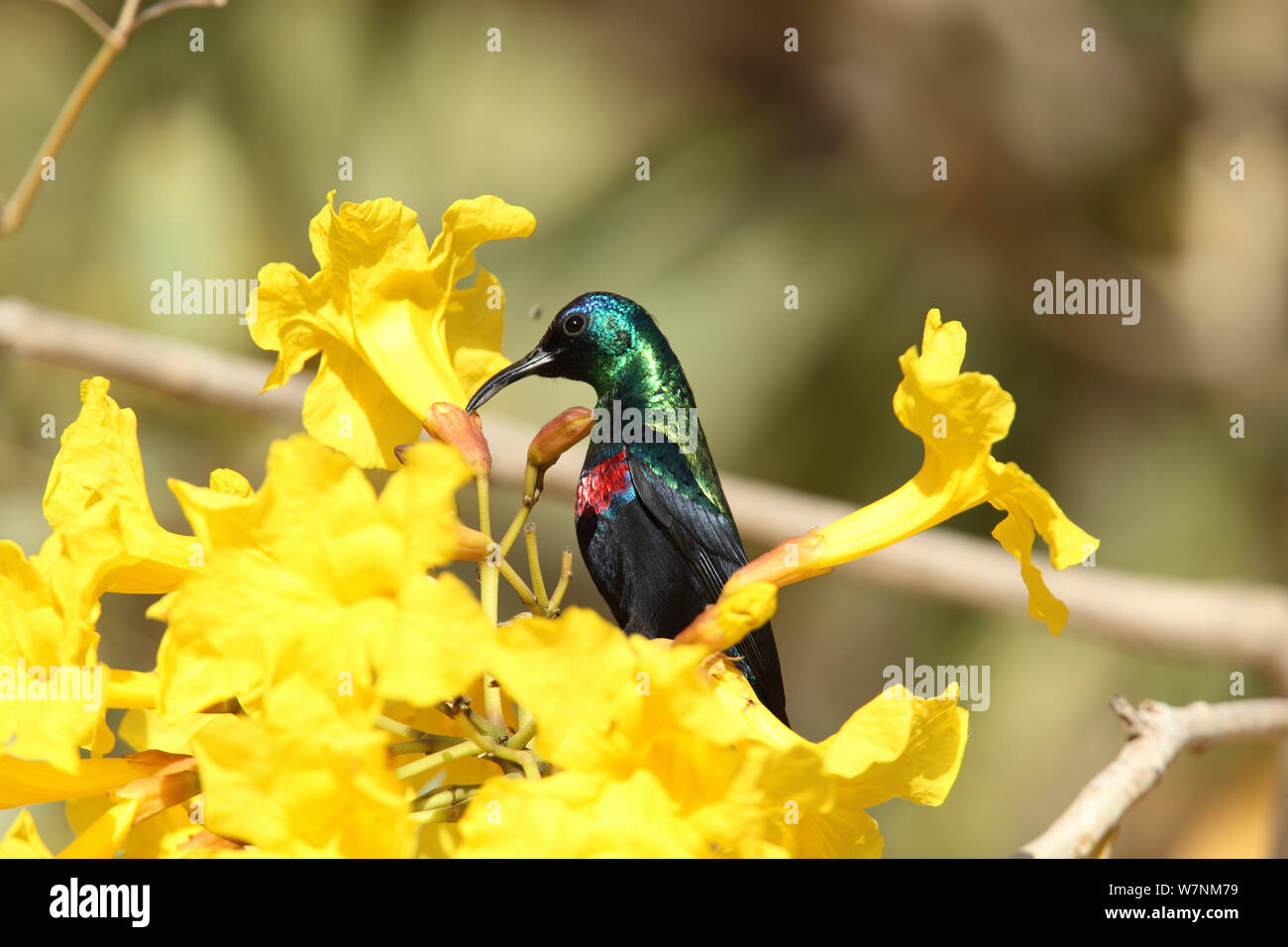 Shining sunbird (Nectarinia habessinica) Männliche ernähren sich von Nektar, Oman, März Stockfoto