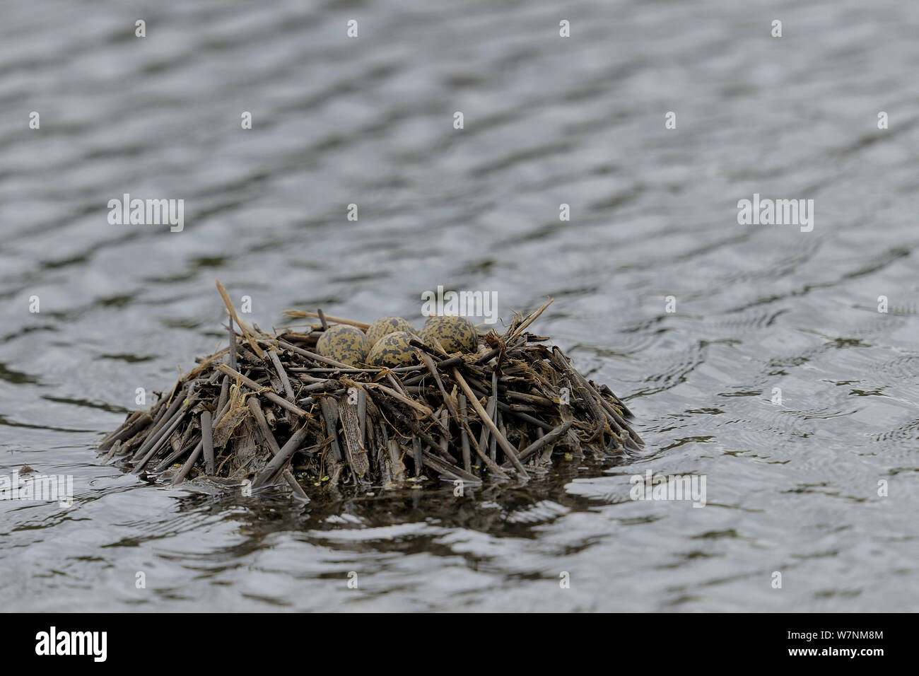 Schwarz geflügelte Stelzenläufer (Himantopus himantopus) Nest und Eier über Wasser, bretonischen Sumpf, West Frankreich, Juni Stockfoto