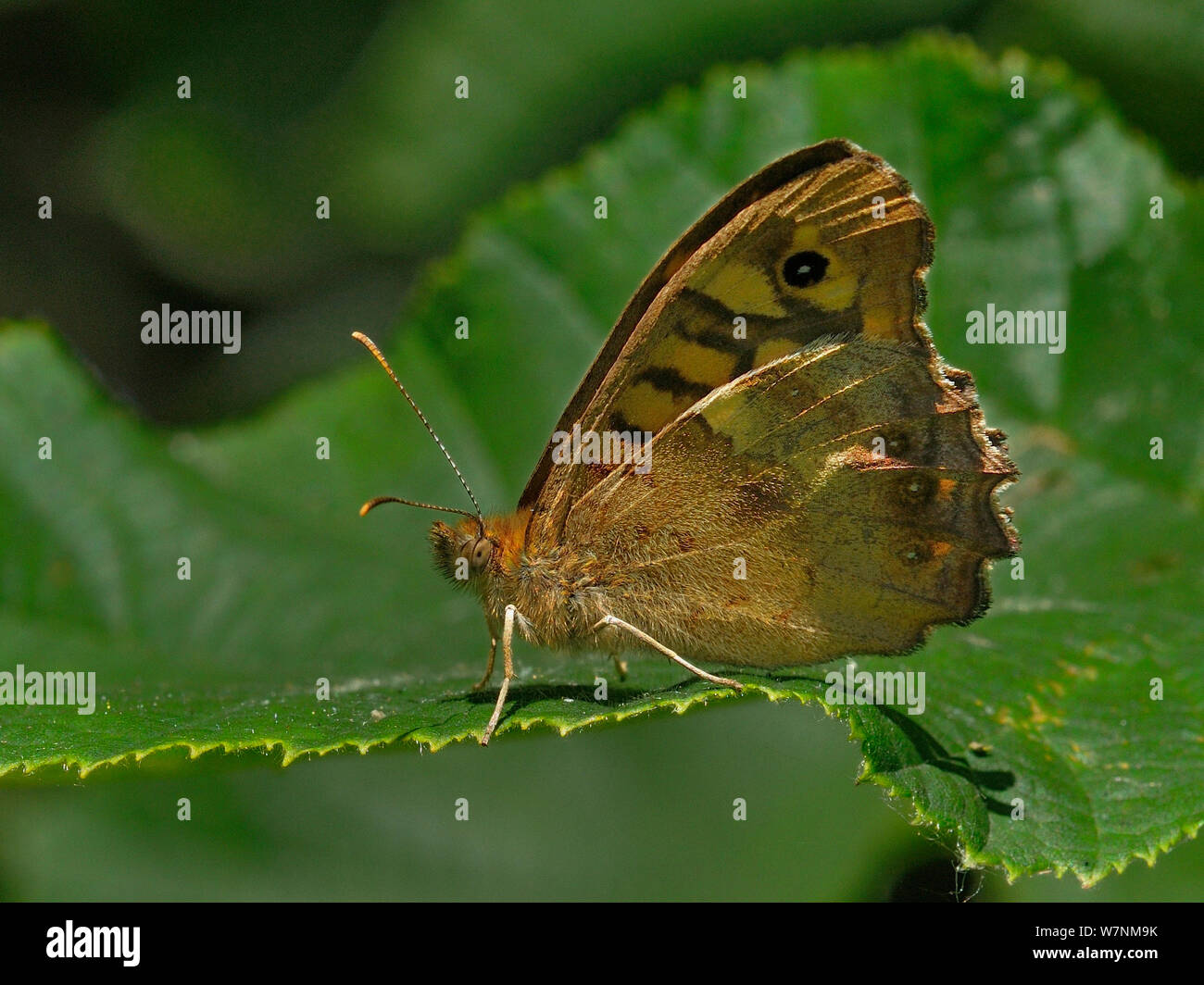 Hauhechelbläuling Schmetterling (Pararge depressa) auf einem Blatt, Vendee, Frankreich Stockfoto