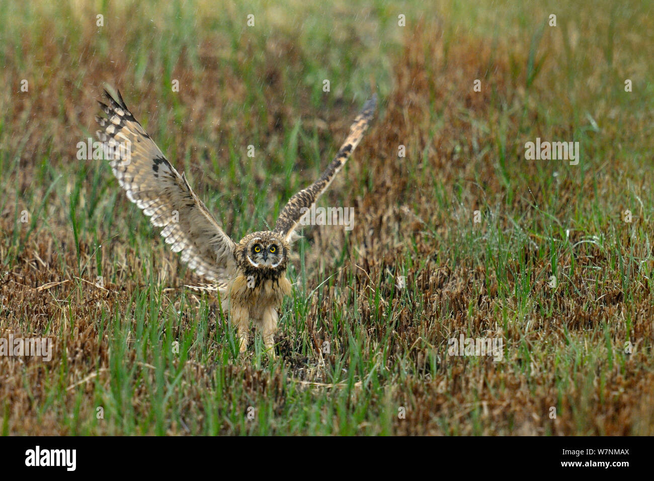 Short eared owl (Asio Flammeus) juvenile Schlagflügel in Vorbereitung für Flug, bretonischen Sumpf, West Frankreich, Juni Stockfoto