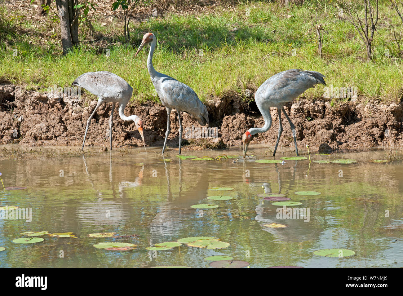 Brolga Kraniche (Grus rubicunda) Erwachsene und Jugendliche Angeln in Feuchtgebieten, Corroboree Billabong, Mary River, Northern Territory, Australien Stockfoto