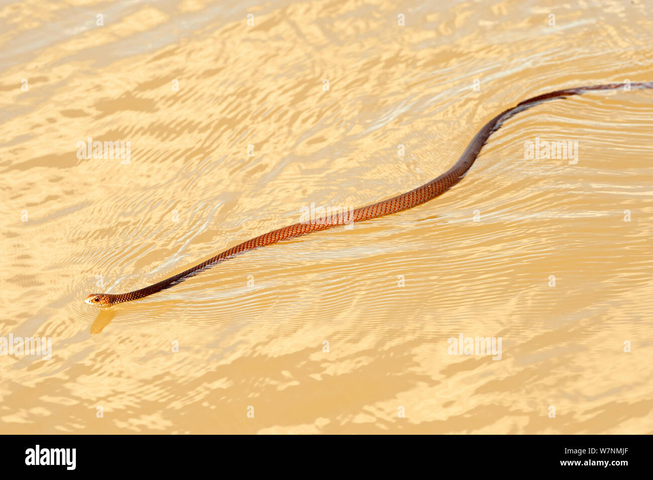 Gemeinsame tree snake (Dendrelaphis punctulata) Schwimmen, Mary River, Northern Territory, Australien Stockfoto