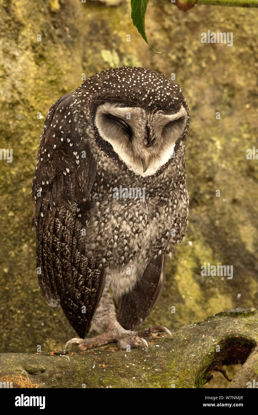 Weniger Ruß Owl (tyto Multipunctata) Schlafen auf Baumstamm. Wildlife Dome, Cairns, Queensland, Australien, Captive (Wild Bird in brachte nach einer Verletzungspause) Stockfoto