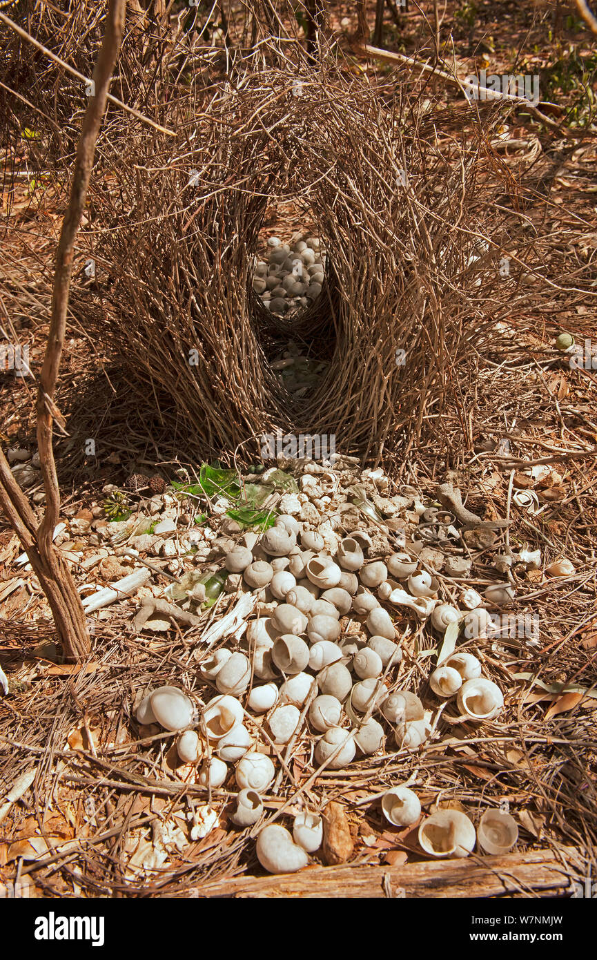 Großen grauen bowerbird (Chlamydera nuchalis) Bower eines männlichen Vogel zeigen Attraktion des Vogels zu weißen Objekte, die es verwendet die 'Runway' der Laube zu verzieren, Berry Springs, Northern Territory, Australien Stockfoto