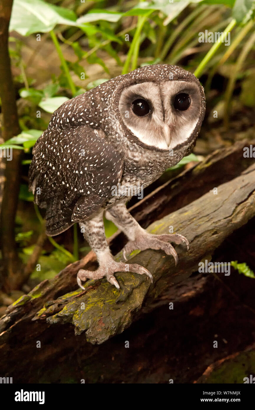 Weniger Ruß Owl (tyto Multipunctata) auf Baumstamm thront. Wildlife Dome, Cairns, Queensland, Australien, Captive (Wild Bird in brachte nach einer Verletzungspause) Stockfoto