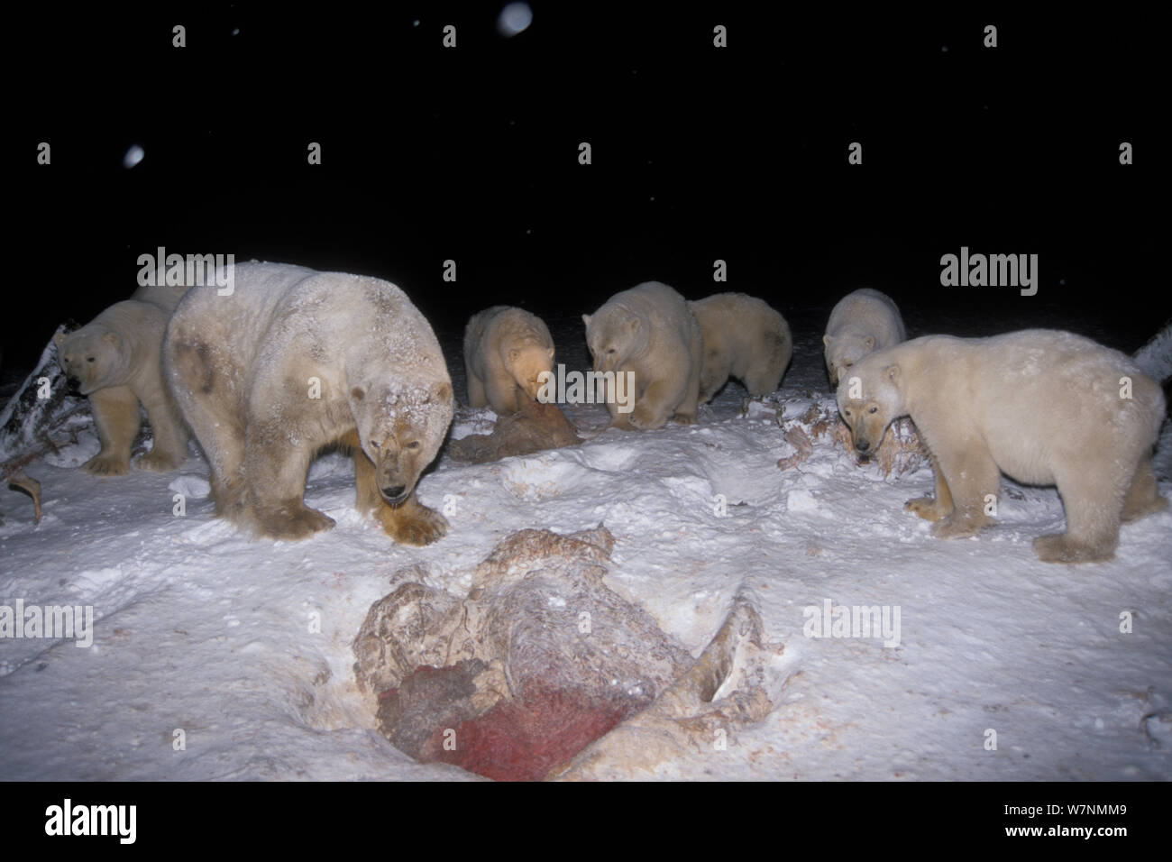 Eisbären (Ursus maritimus) Auswaschung von bartenwal Knochen in der Nacht in der 1002 Küstenebene des Arctic National Wildlife Refuge, Alaska, USA Stockfoto
