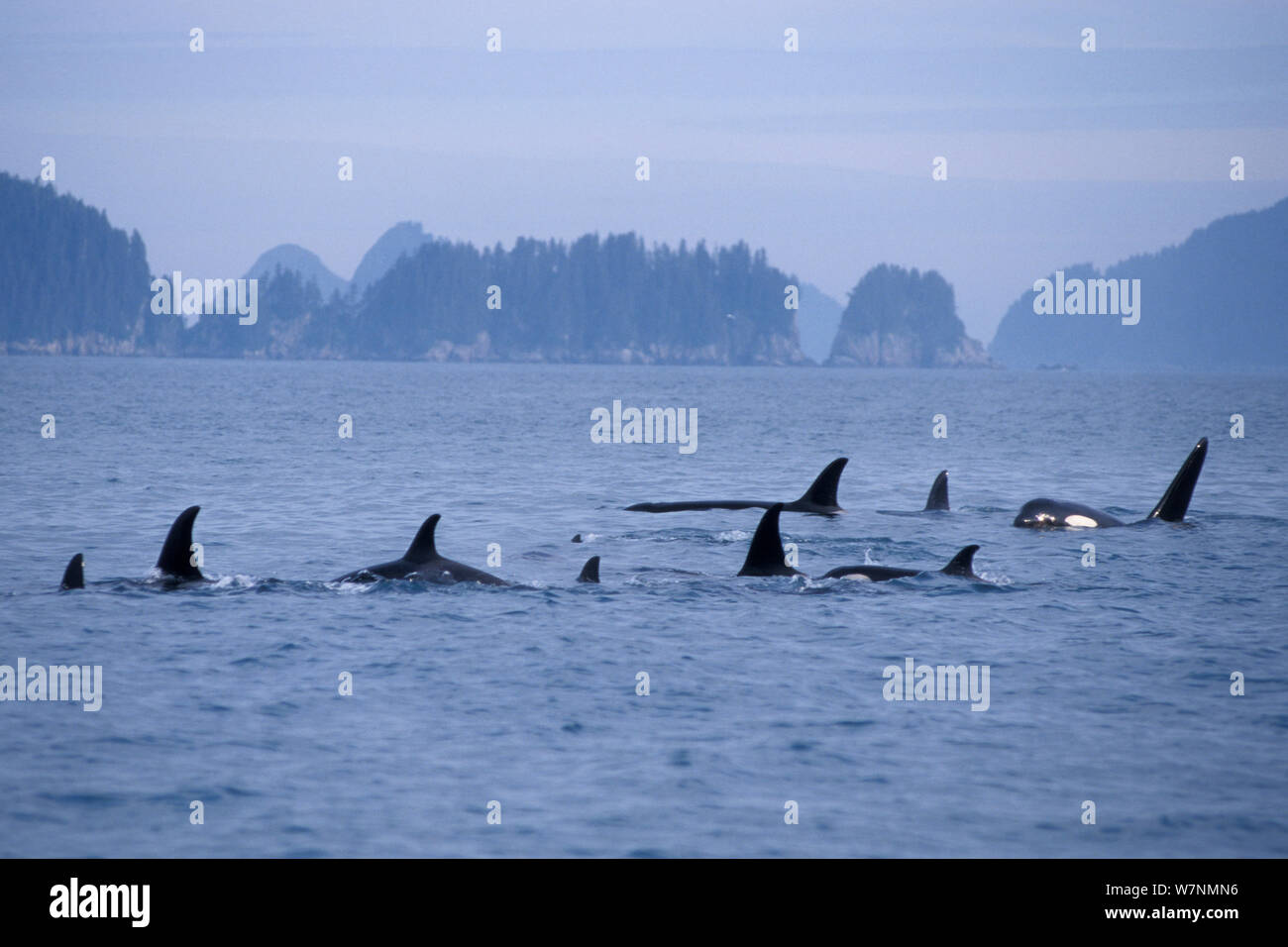 Schwertwal Orcinus Orca Gro e Pod Mit Einer M nnlichen N hern In schwertwal-orcinus-orca-gro-e-pod-mit-einer-m-nnlichen-n-hern-in