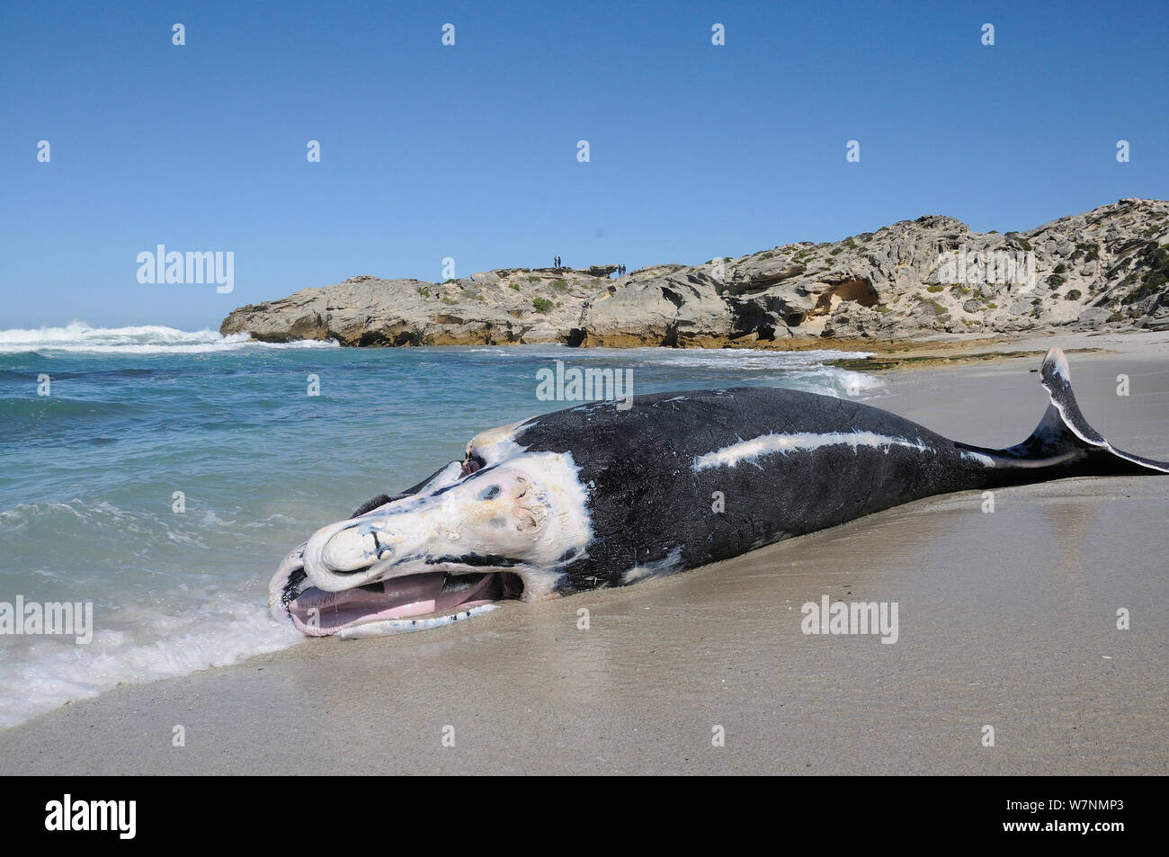 Südkaper (Eubalaena australis) Verlorene Kalb in Marine Protected Area, deHoop, Western Cape, Südafrika, August. Stockfoto