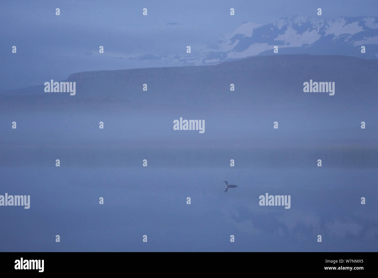 Red throated Diver (Gavia stellata) in der Morgendämmerung Nebel, Island, Juni Stockfoto