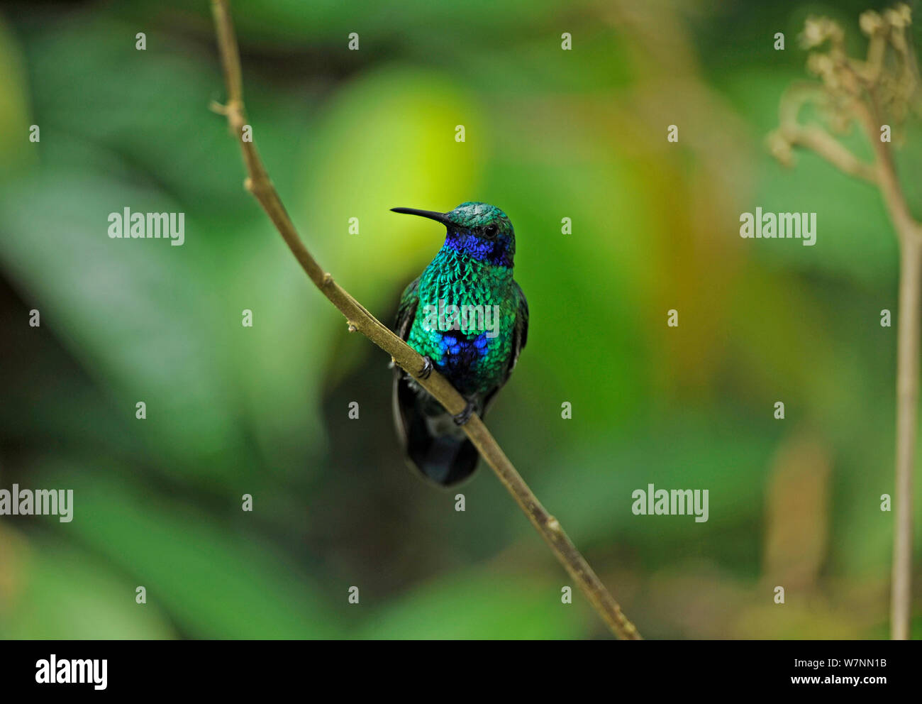 Sekt coruscans violetear Kolibri (Colibri) Wilde Sumaco, Ecuador. Stockfoto