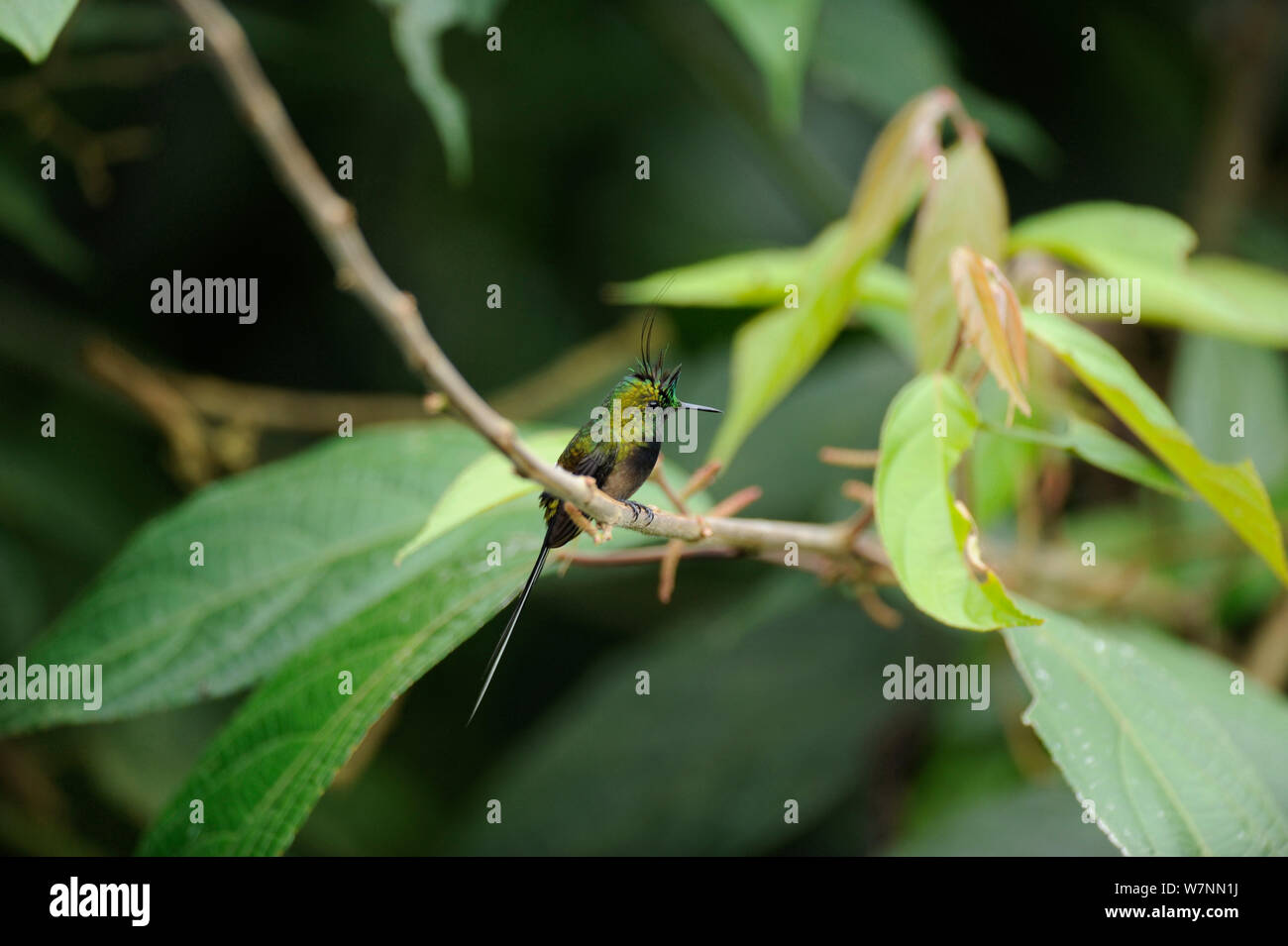 Männliche Kabel-Crested thorntail (Discosura popelairii) Wilde Sumaco, Ecuador. Stockfoto