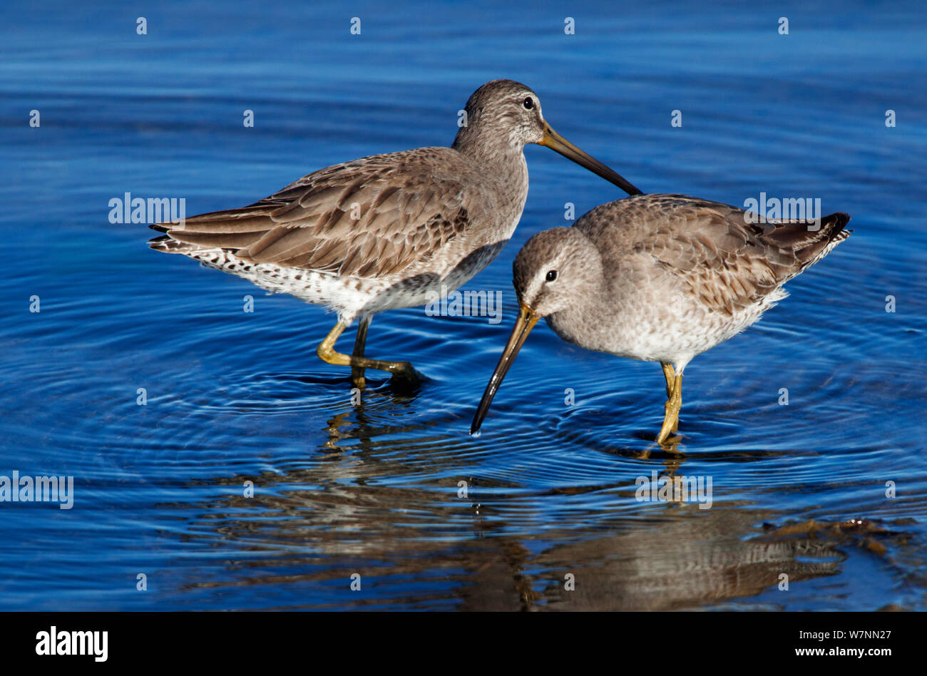 Short-Billed Dowitcher (Limnodromus griseus), El Vizcaino Biosphärenreservat, Halbinsel Baja California, Mexiko, Dezember. Stockfoto