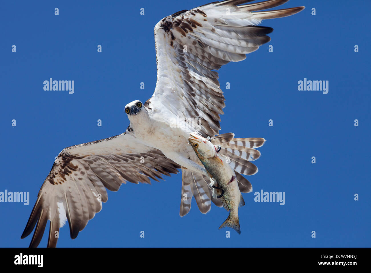 Fischadler (Pandion haliaetus) fliegen mit Fisch Beute, Ria Lagartos Biosphärenreservat, Halbinsel Yucatan, Mexiko, August. Stockfoto