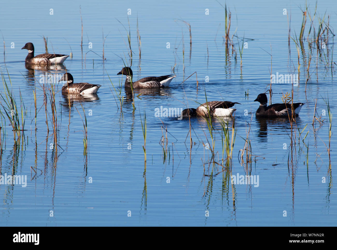 Ringelgänse (Branta bernicla), El Vizcaino Biosphärenreservat, Halbinsel Baja California, Mexiko, Dezember. Stockfoto