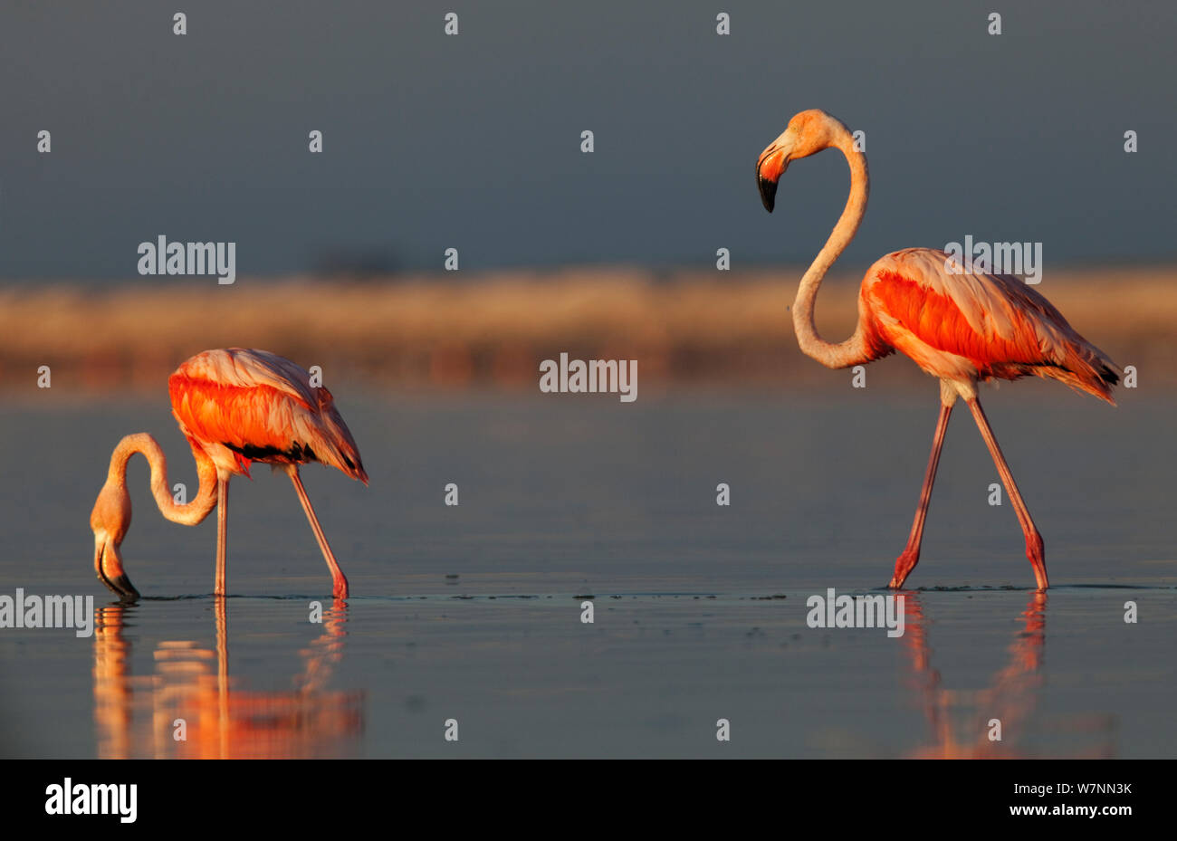 Amerikanische Flamingo (Phoenicopterus ruber) Fütterung, Ria Lagartos Biosphärenreservat, Halbinsel Yucatan, Mexiko, August. Stockfoto