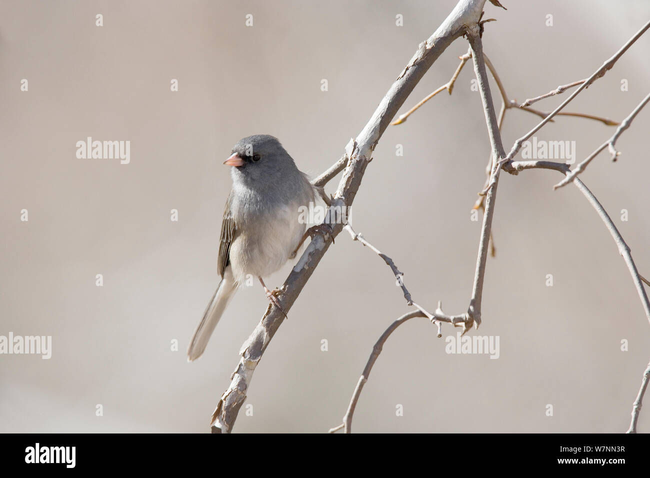 Dark-Eyed Junco (Junco Hyemalis) thront, Los Ojos Ranch, Sonora, Nordwesten von Mexiko, Februar. Stockfoto