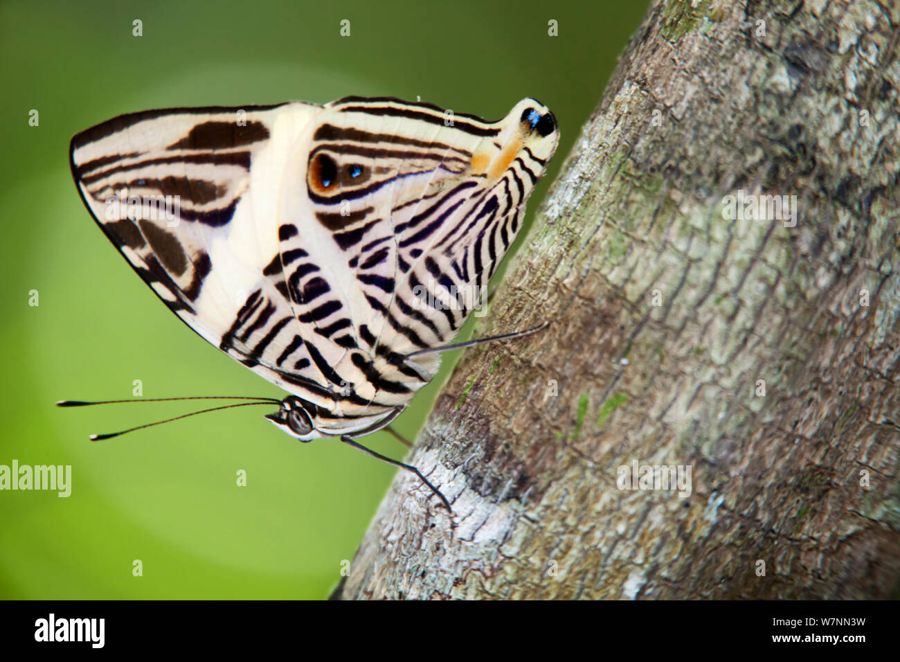 Zebra Mosaik Schmetterling (Colobura dirce), El Mirador - Rio Azul Nationalpark, Abteilung für Peten, Guatemala, Oktober. Stockfoto