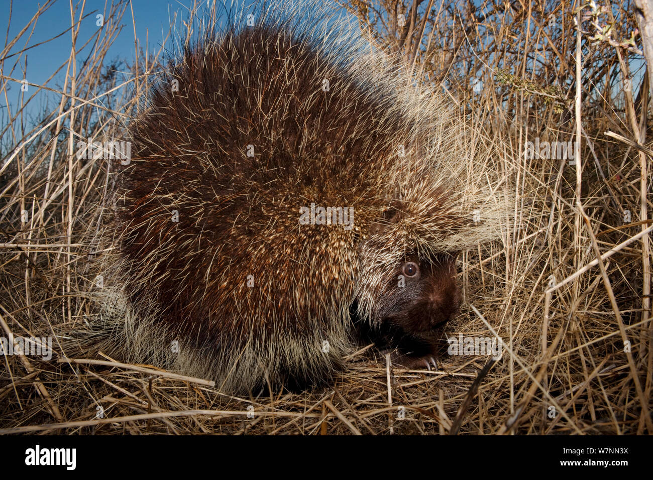 North American Porcupine (Erethizon dorsatum), Janos Biosphärenreservat, Nordmexiko, Februar. Stockfoto