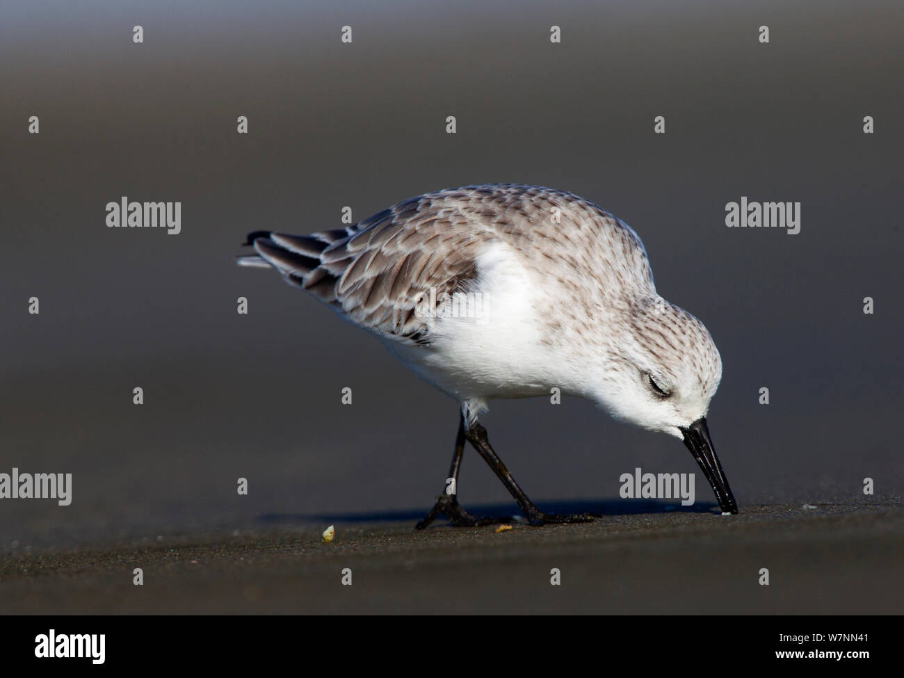 Sanderling (Calidris alba) Fütterung, San Quintin, die Halbinsel Baja California, Mexiko, Dezember. Stockfoto