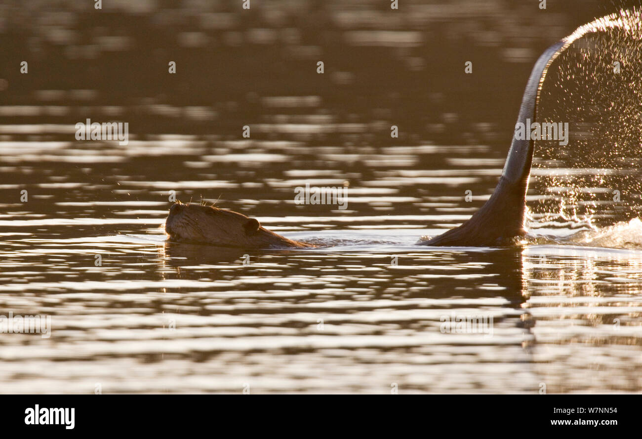 Amerikanischer Biber (Castor canadensis) Spritzwasser mit Schwanz, Los Fresnos Ranch, Sonora, Nordwesten von Mexiko, Februar. Stockfoto