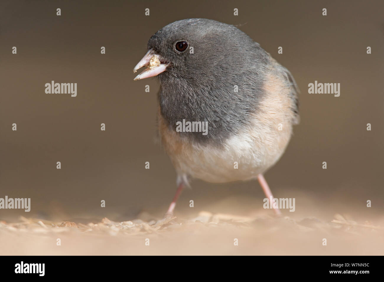 Dark-Eyed Junco (Junco Hyemalis) mit Saatgut. San Pedro Martir Nationalpark, Halbinsel Baja California, Mexiko, Mai. Stockfoto