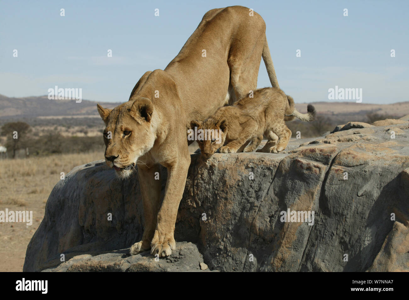 Löwin und Cub (Panthera leo) am Standort für 'Pride' TV-Serie übernommen. September 2003 Stockfoto