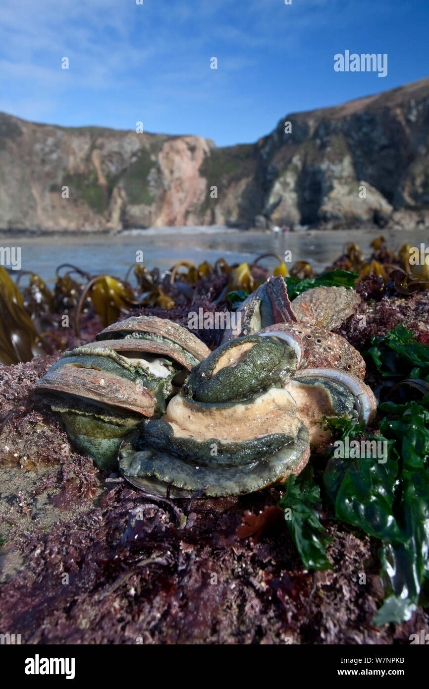 Seeohren (Haliotis tuberculata) bei Ebbe freigelegt, Ärmelkanal, vor der Küste von Sark, Kanalinseln, März Stockfoto