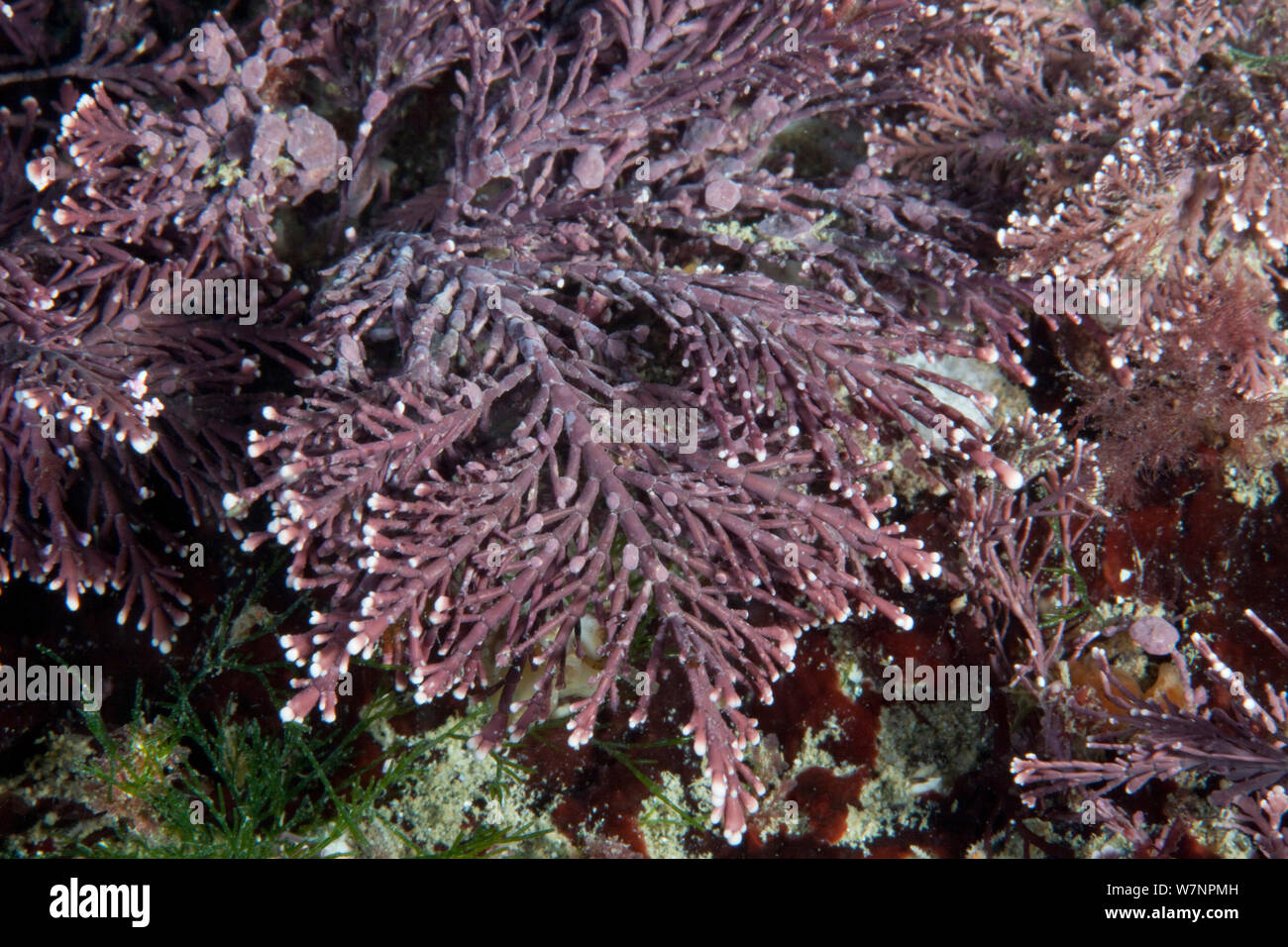 Coral Unkraut (Corallina officinalis) im Englischen Kanal, vor der Küste von Sark, Kanalinseln, Juli Stockfoto
