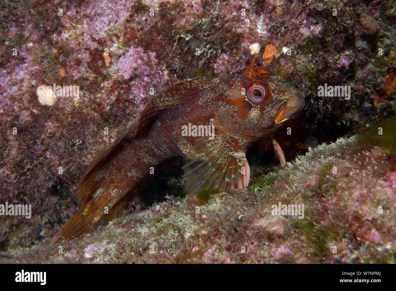 (Parablennius gattorugine Tompot Blenny) English Channel, vor der Küste von Sark, Kanalinseln, Juli Stockfoto