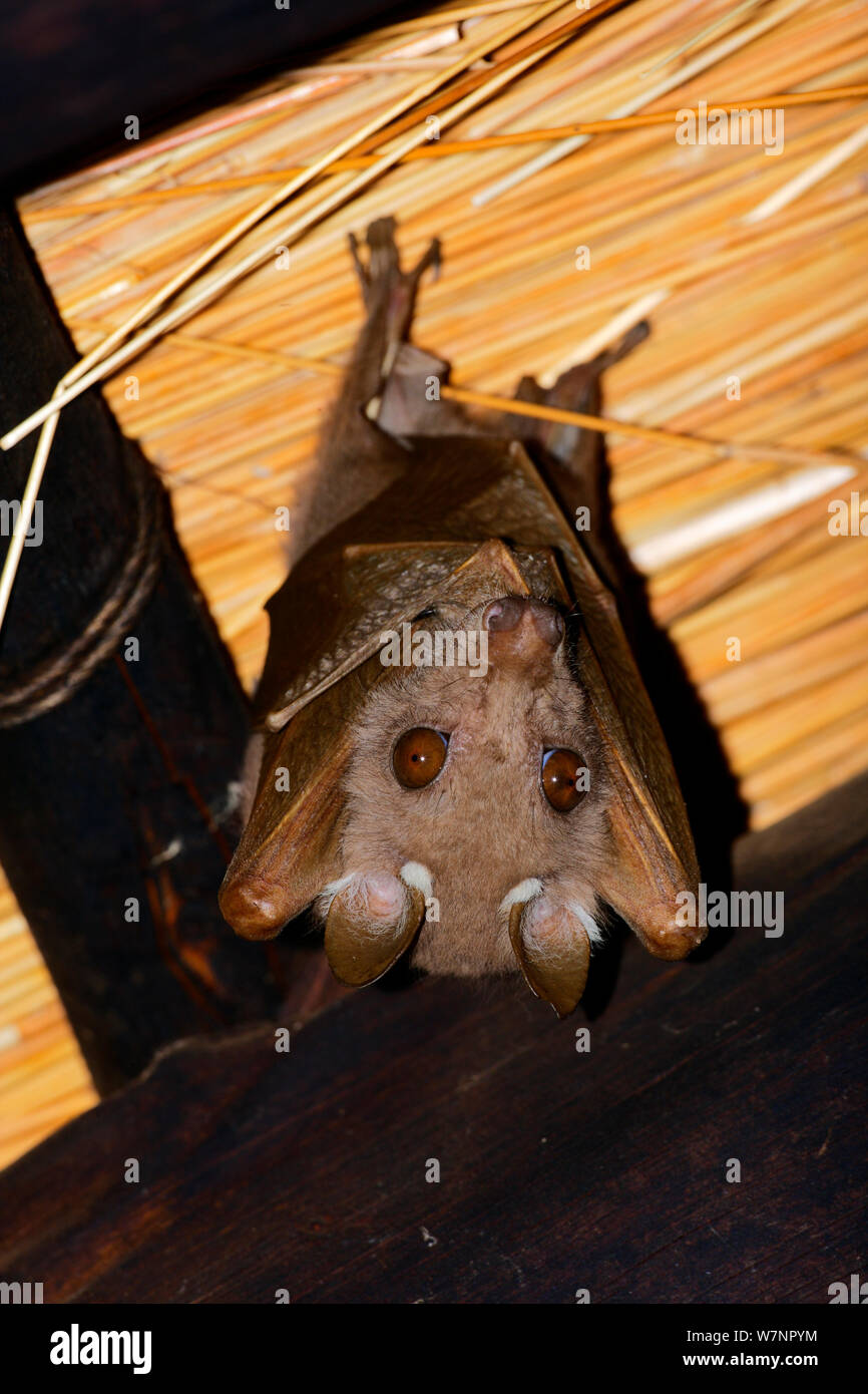 Wahlberg ist epauletted Obst - bat (Epomophorus wahlbergi) vom Dach hängend in Skukuza Camp, Kruger National Park, Transvaal, Südafrika, September. Stockfoto