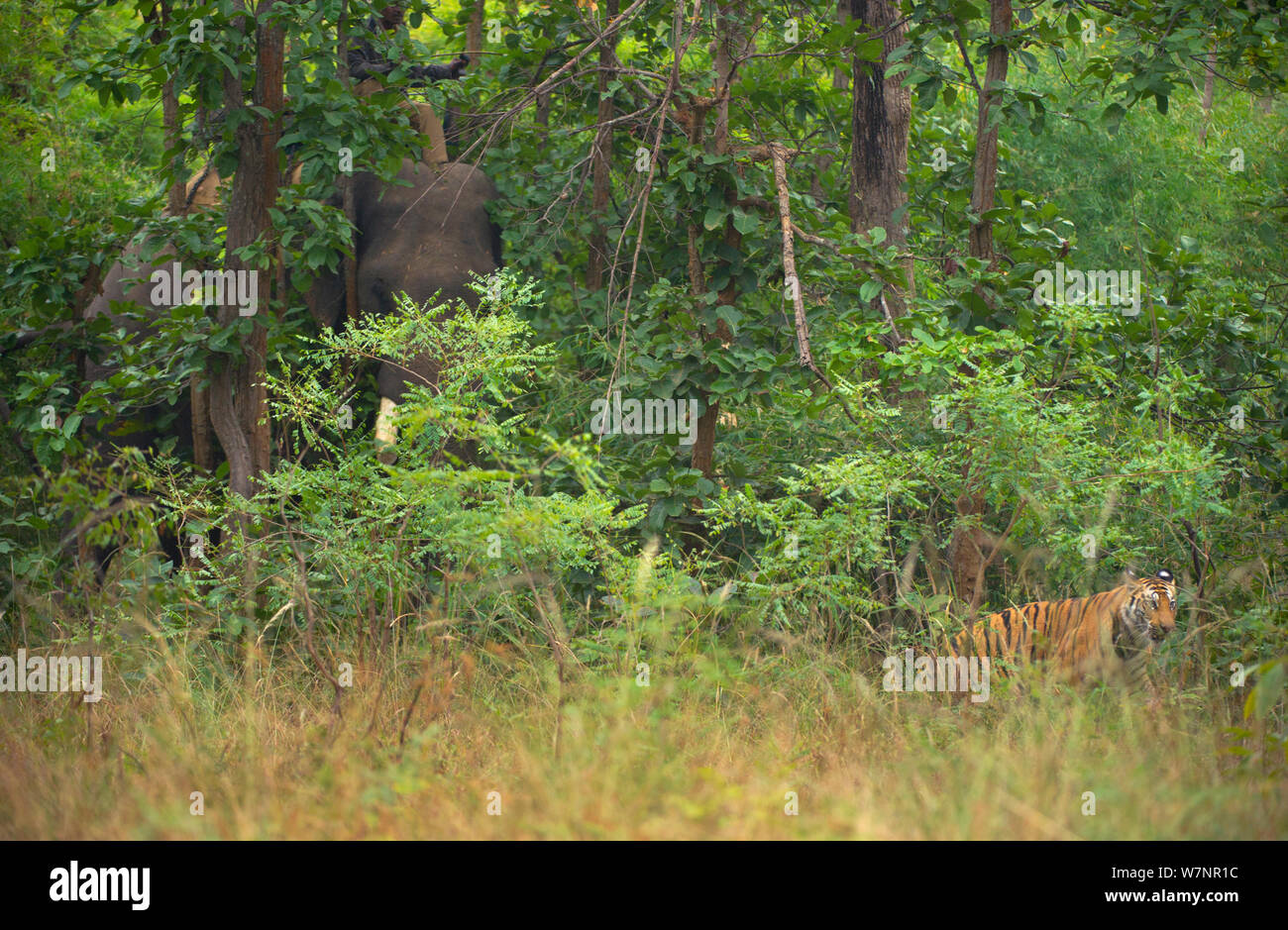 Bengal Tiger (Panthera tigris) Sub - Erwachsene, ca. 17-19 Monate alt, dreht sich um und läuft von Unterholz als Elefant (Elephas maximus) Ansätze. Gefährdet. Bandhavgarh Nationalpark, Indien. Nicht-ex. Stockfoto